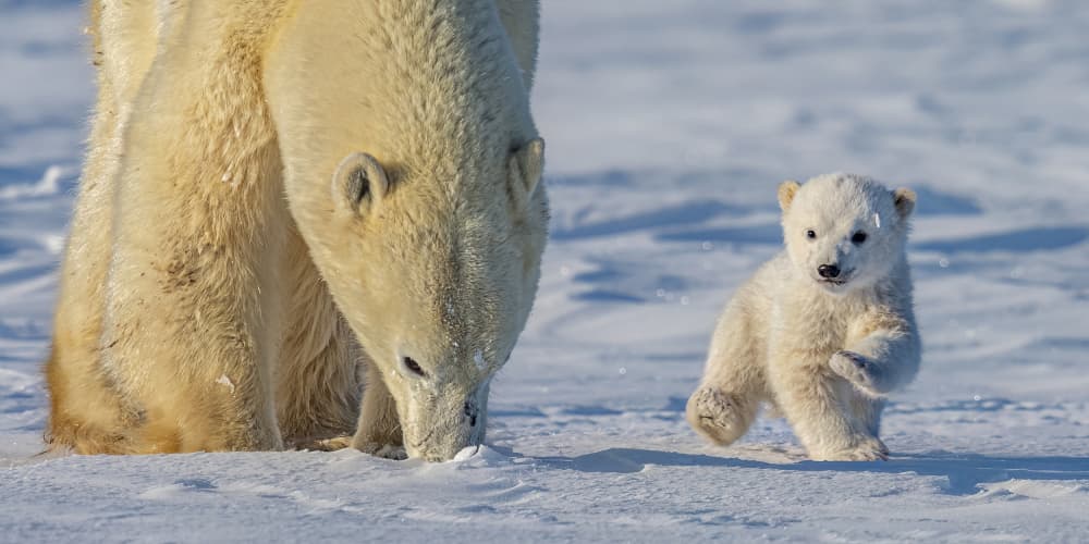 Mama Bear and Cub by Hung Tsui — canvas wall art