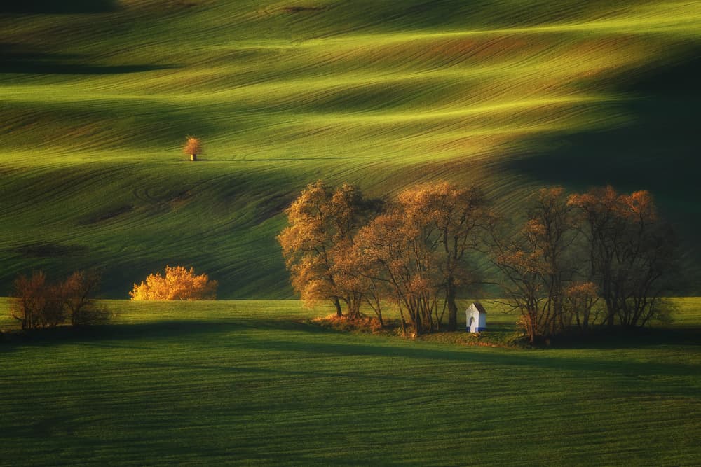 Golden Light on Rolling Hills by Dmitry Kupratsevich — canvas wall art