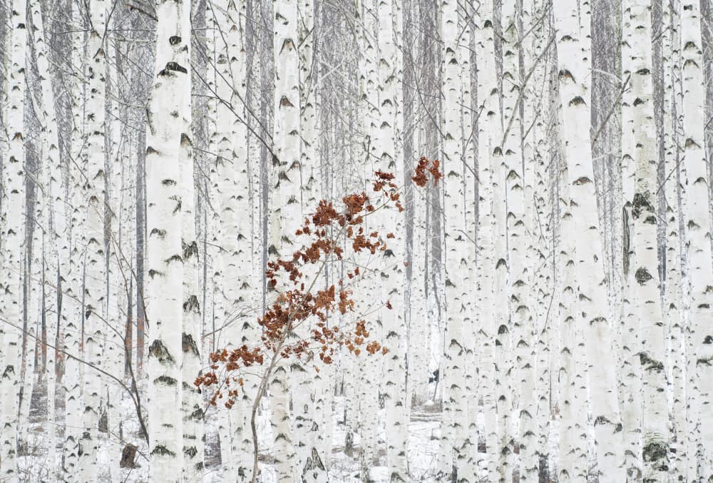 Winter Birch Brown Leaves