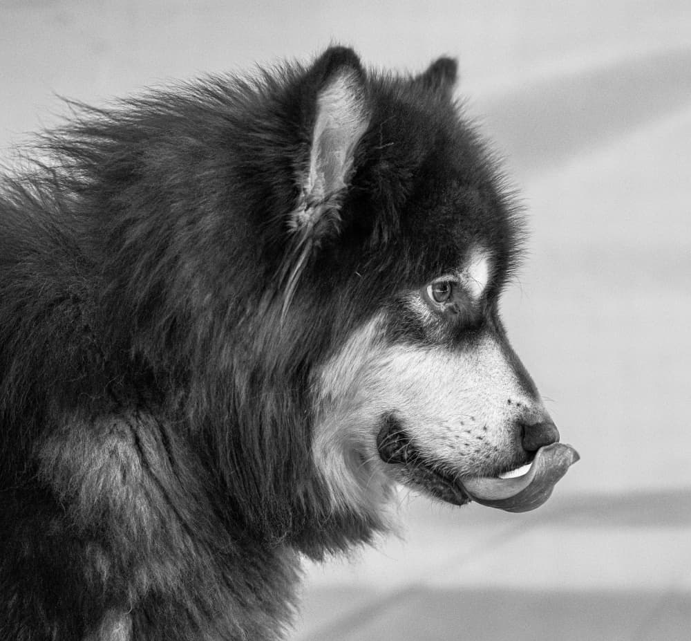 Fluffy Malamute Licking by Hamza Qarooni — canvas wall art