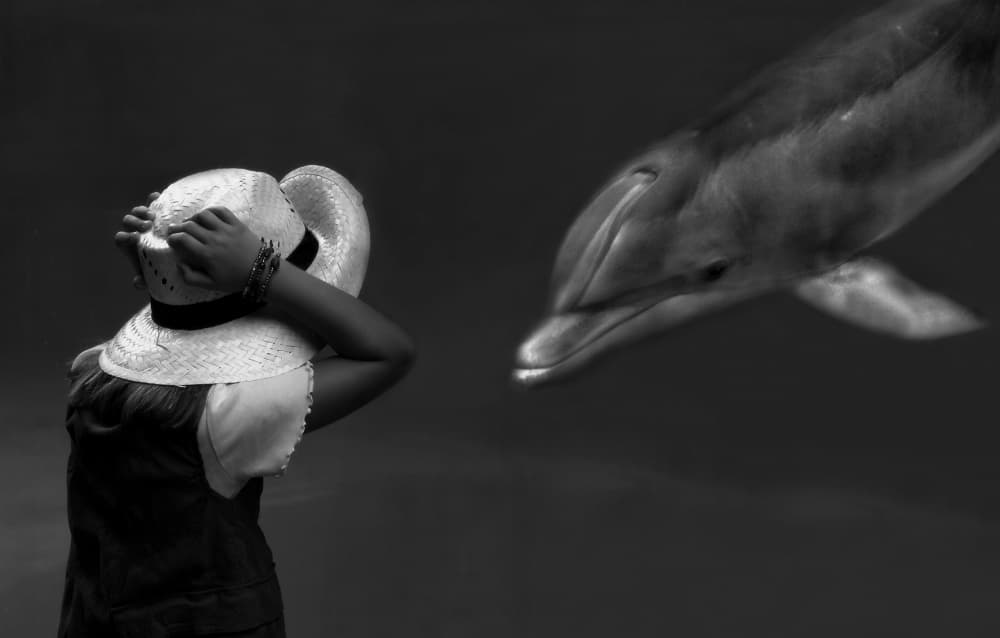 Dolphin Dream Encounter by Yvette Depaepe — canvas wall art