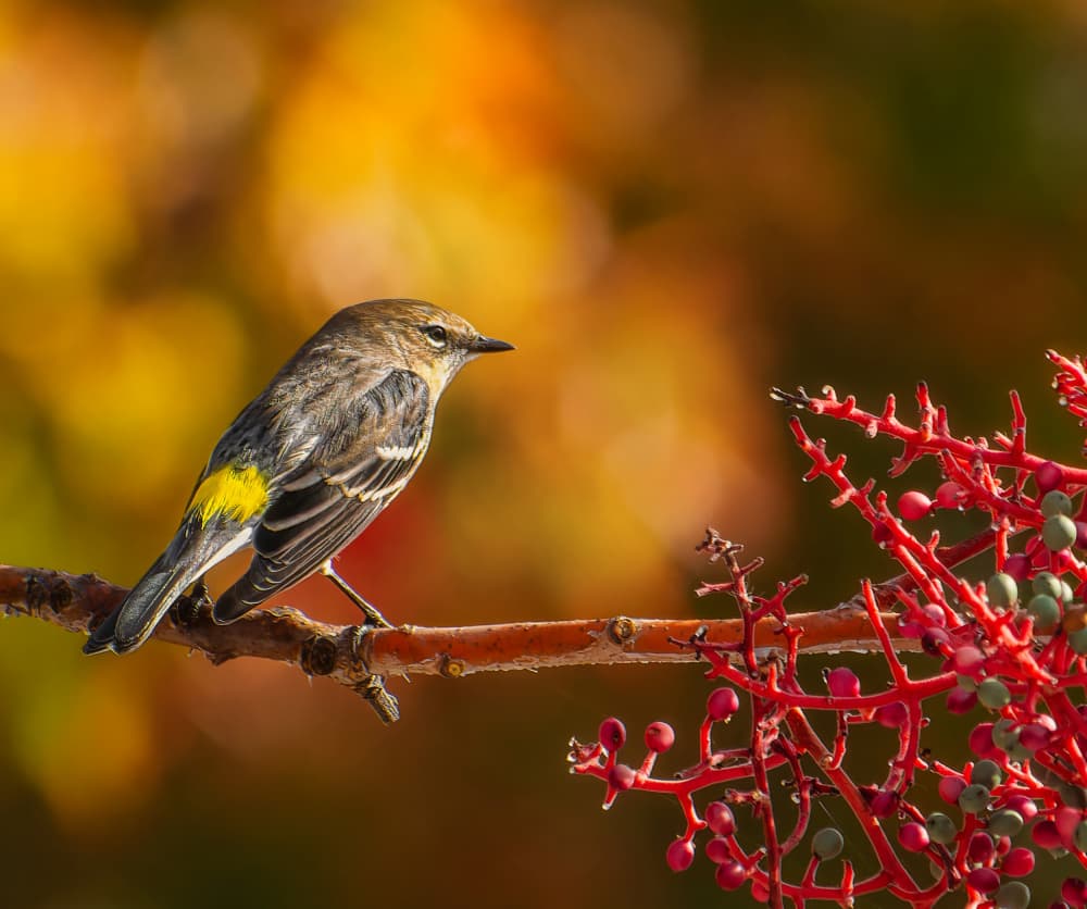 Autumn Warbler on Branch by Bruce Li — canvas wall art