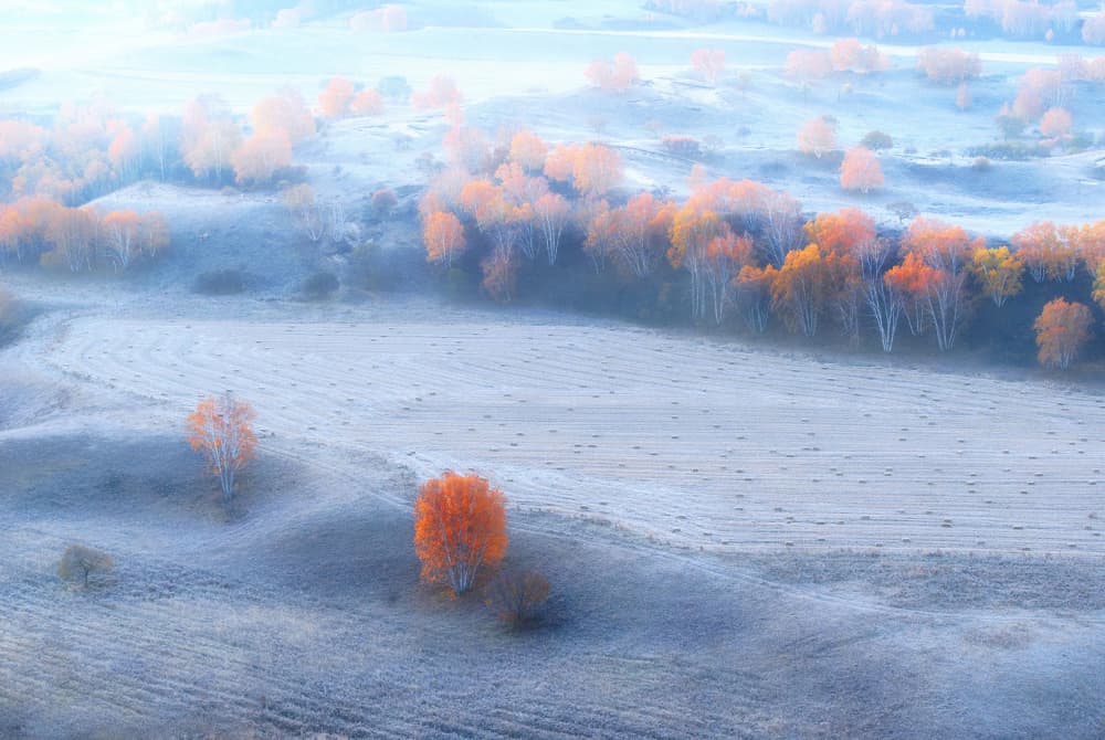 Orange Trees Frosty Morning by Grace Guo APA — canvas wall art