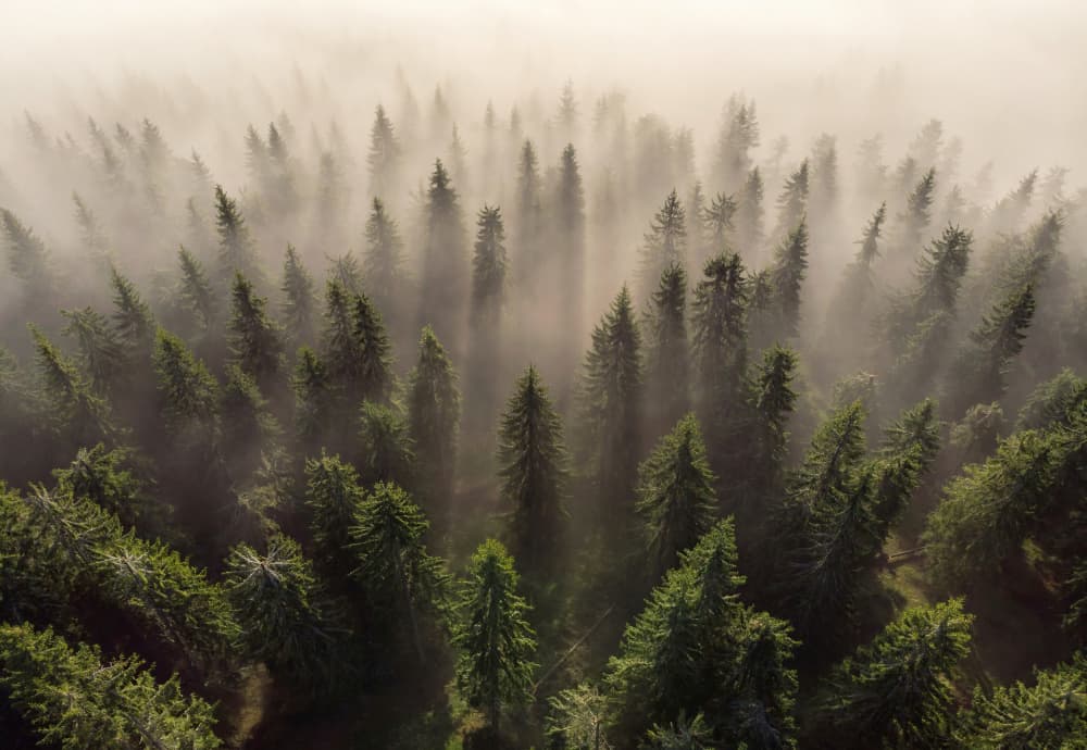 Misty Forest Morning