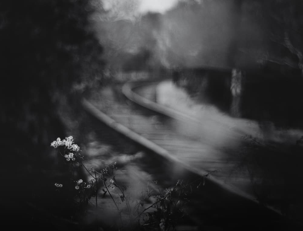 Misty Tracks Wildflowers by Scott J. Pilla — canvas wall art