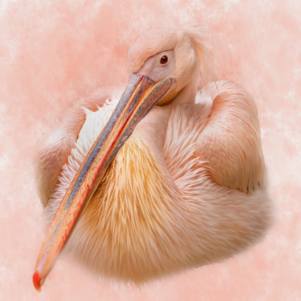 Serene Pink Pelican by Vitor Martins — canvas wall art