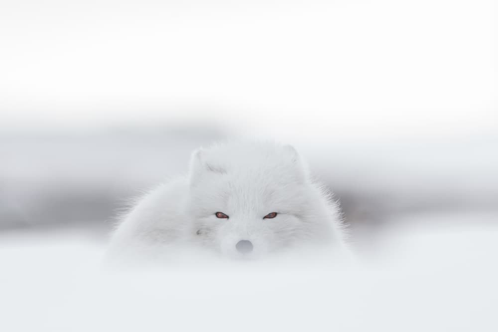 Ethereal Arctic Fox by Valerio Ferraro — canvas wall art