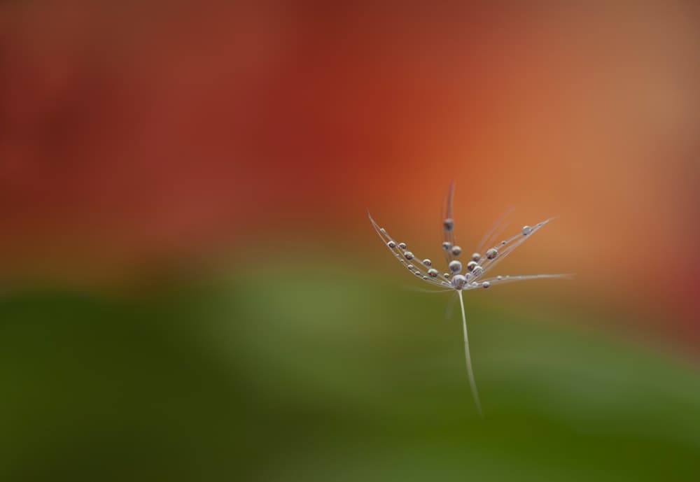 Delicate Dandelion Drops by Daan de Vos — canvas wall art