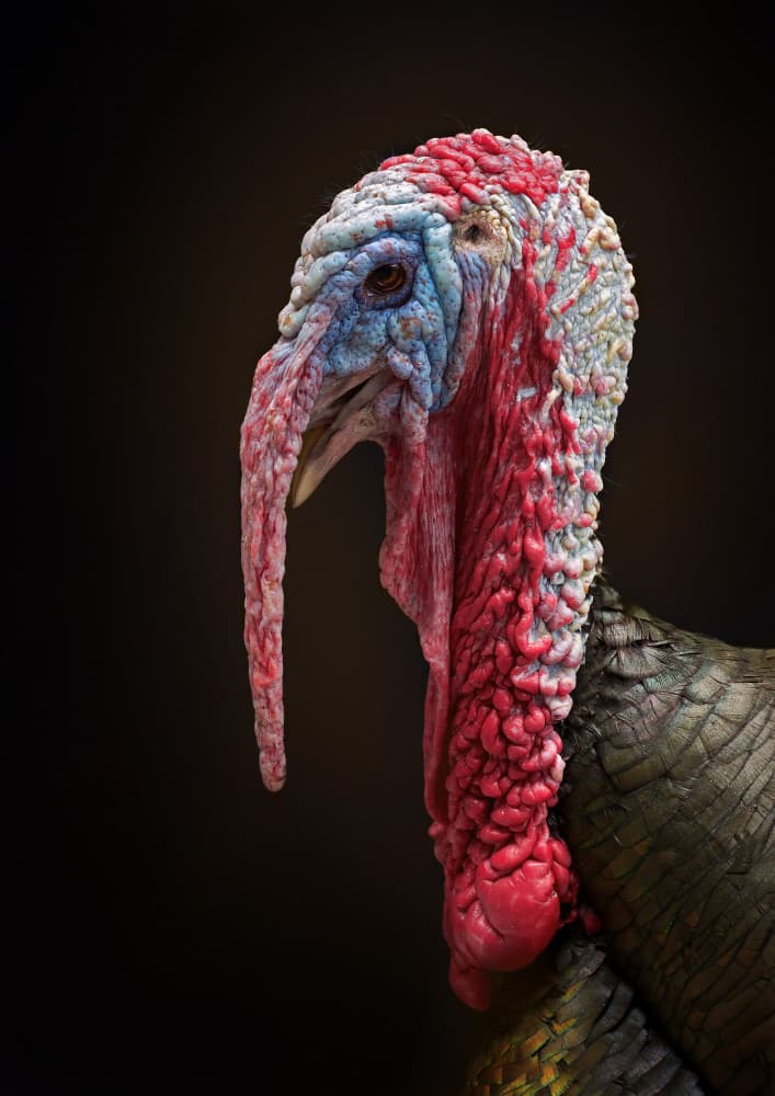 Proud Turkey Profile by Emanuel Papamanolis — canvas wall art
