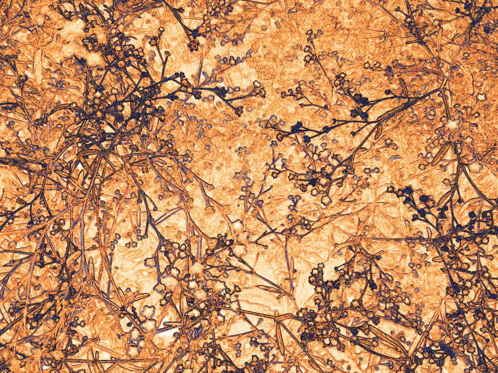 Intricate Autumn Branches by Santhosh ch — canvas wall art