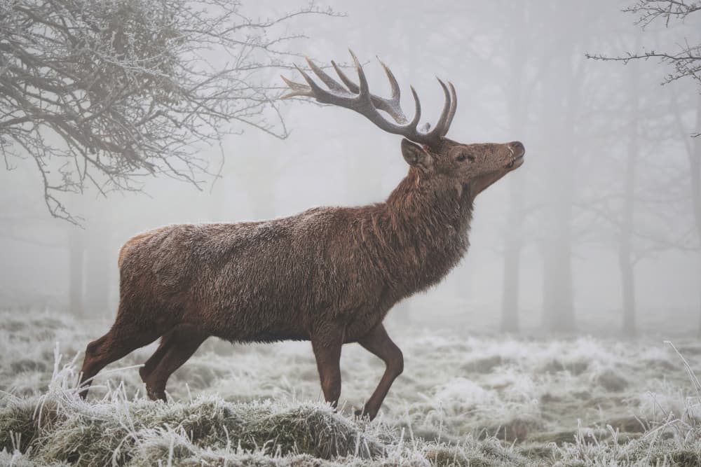 Majestic Winter Stag by Cristian Vasile — canvas wall art