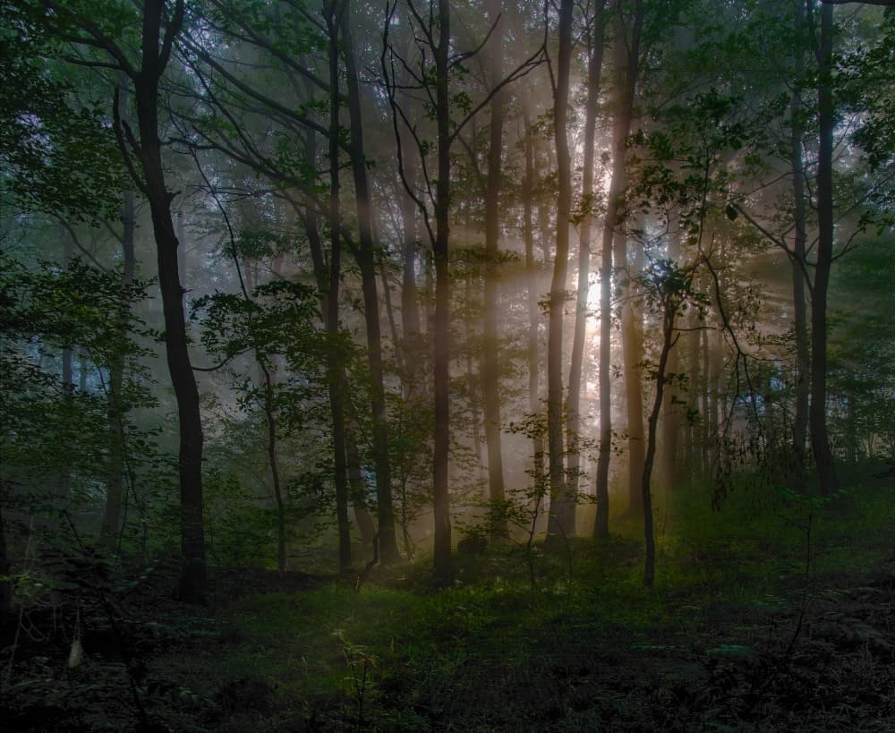Misty Forest Sun Rays by Jacek Stefan — canvas wall art