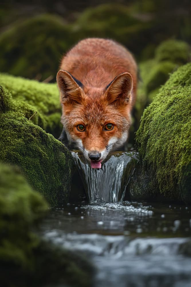 Red Fox Drinking Water by Marcel Egger — canvas wall art