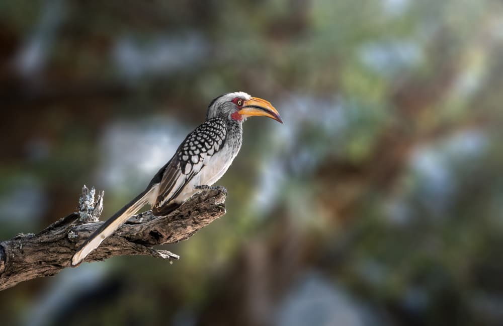 African Hornbill Perched by Anita Singh — canvas wall art