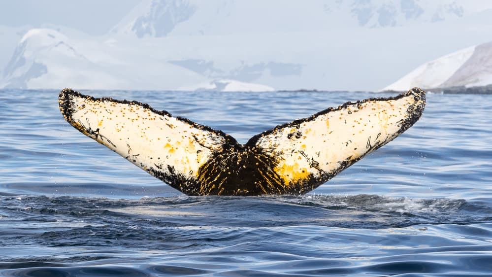 Whale Tail Snowy Mountains by Richard Liu — canvas wall art