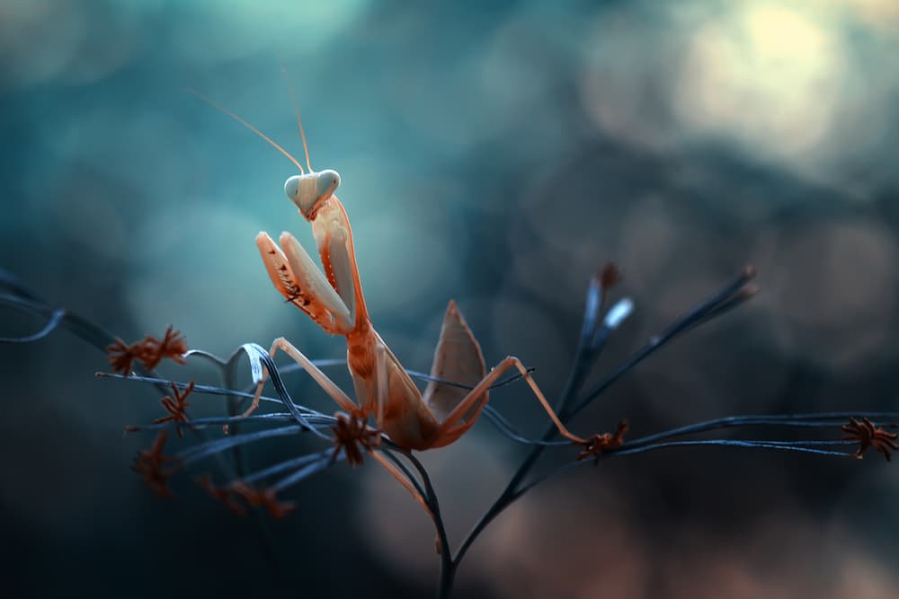 Delicate Praying Mantis by Abdul Gapur Dayak — canvas wall art