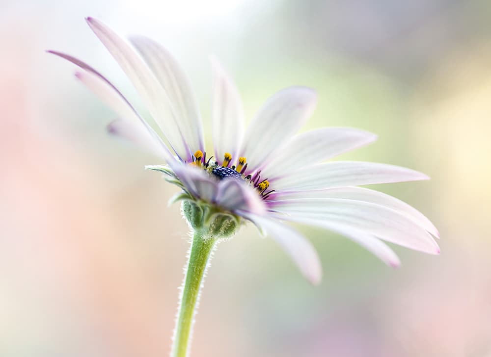 Cape Daisy by Mandy Disher — canvas wall art