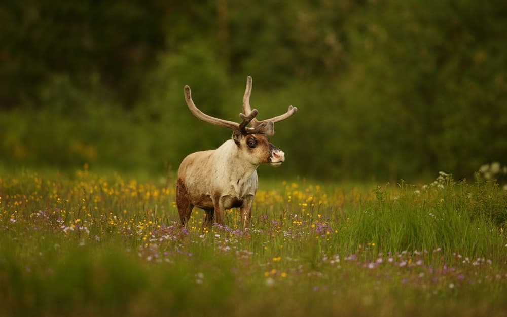 Reindeer Among Wildflowers by Assaf Gavra — canvas wall art