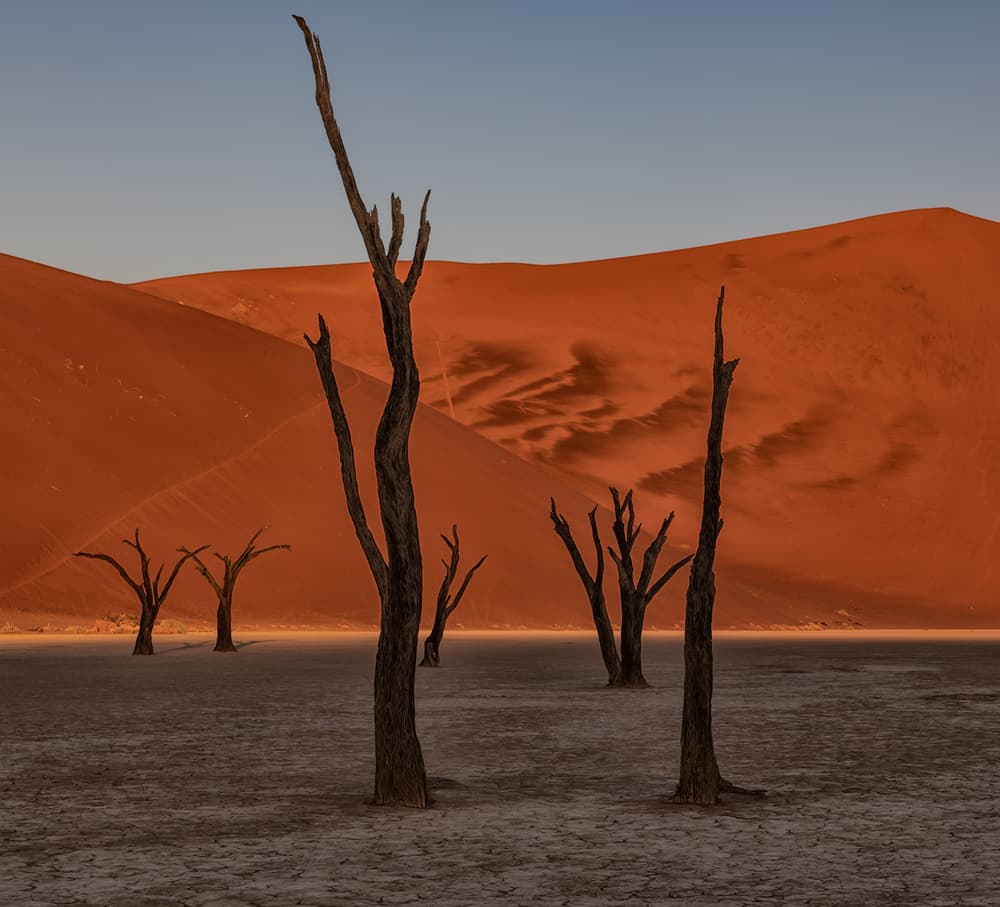 Namib Desert Dead Trees by Luigi Ruoppolo — canvas wall art