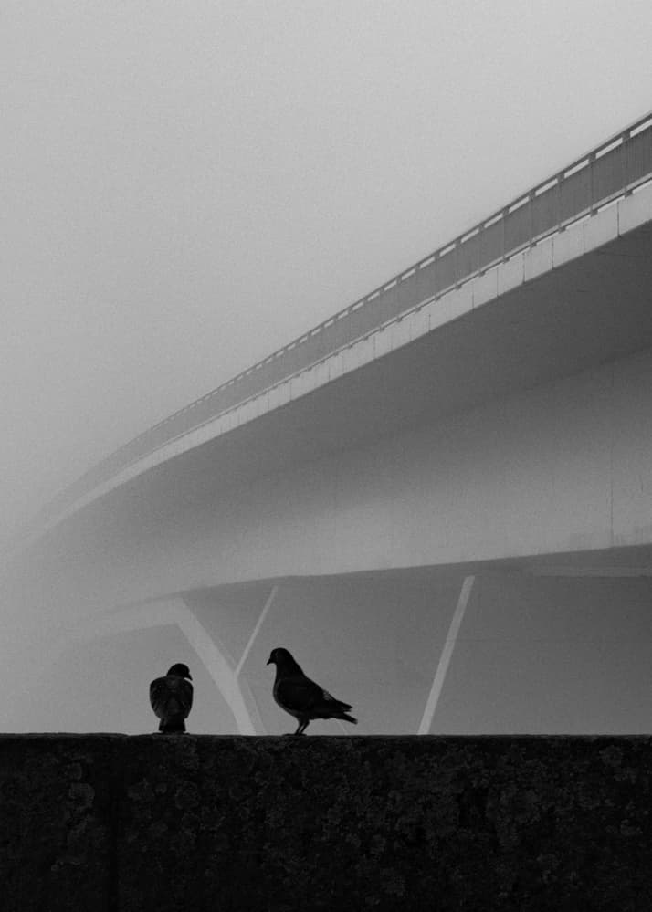 Two Pigeons In Fog by Carlos Costa — canvas wall art