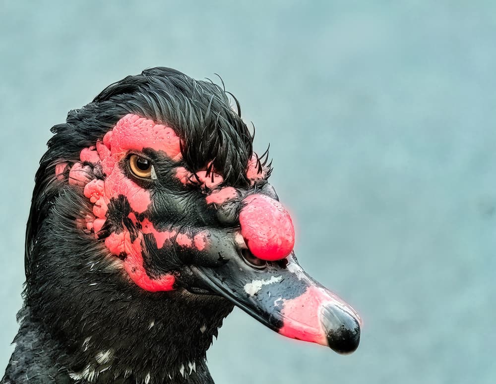 Intense Muscovy Duck by Sunil Kulkarni — canvas wall art