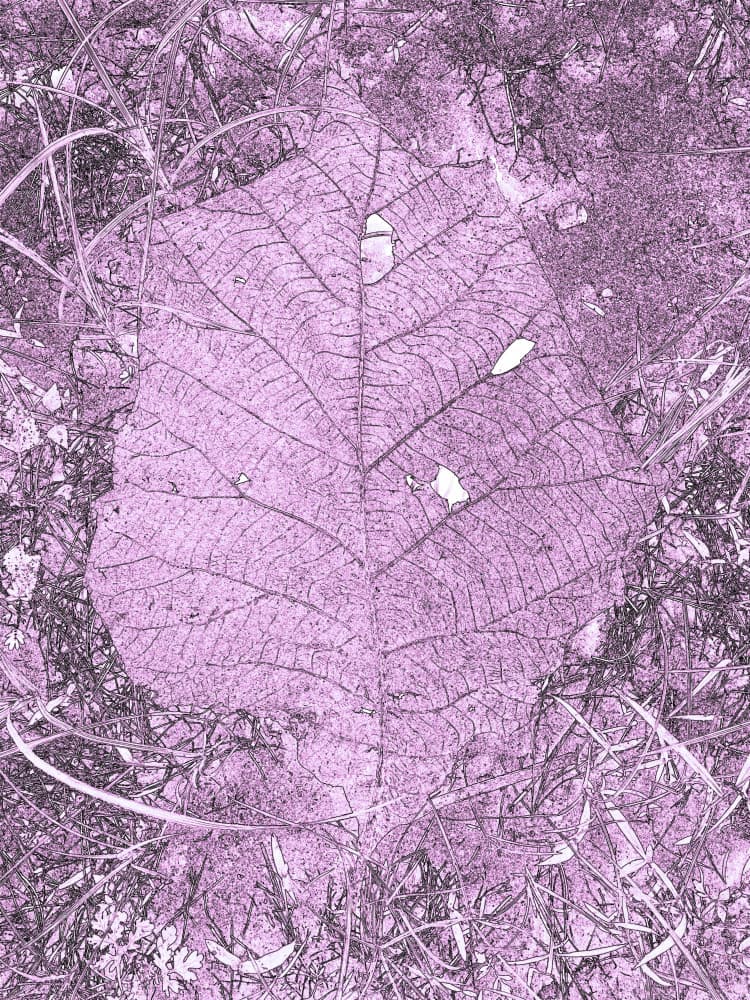 Purple Leaf Detail by Santhosh ch — canvas wall art