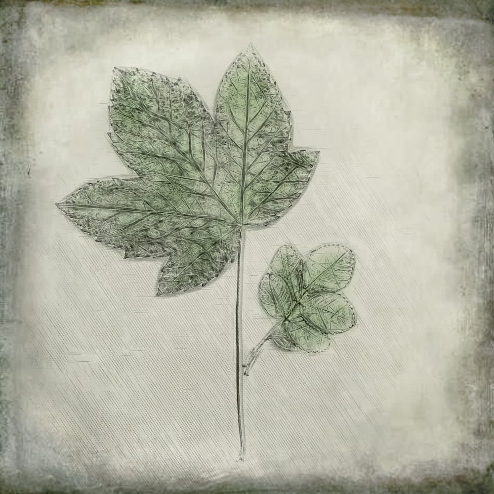 Elegant Green Leaves by Cicek Kiral — canvas wall art
