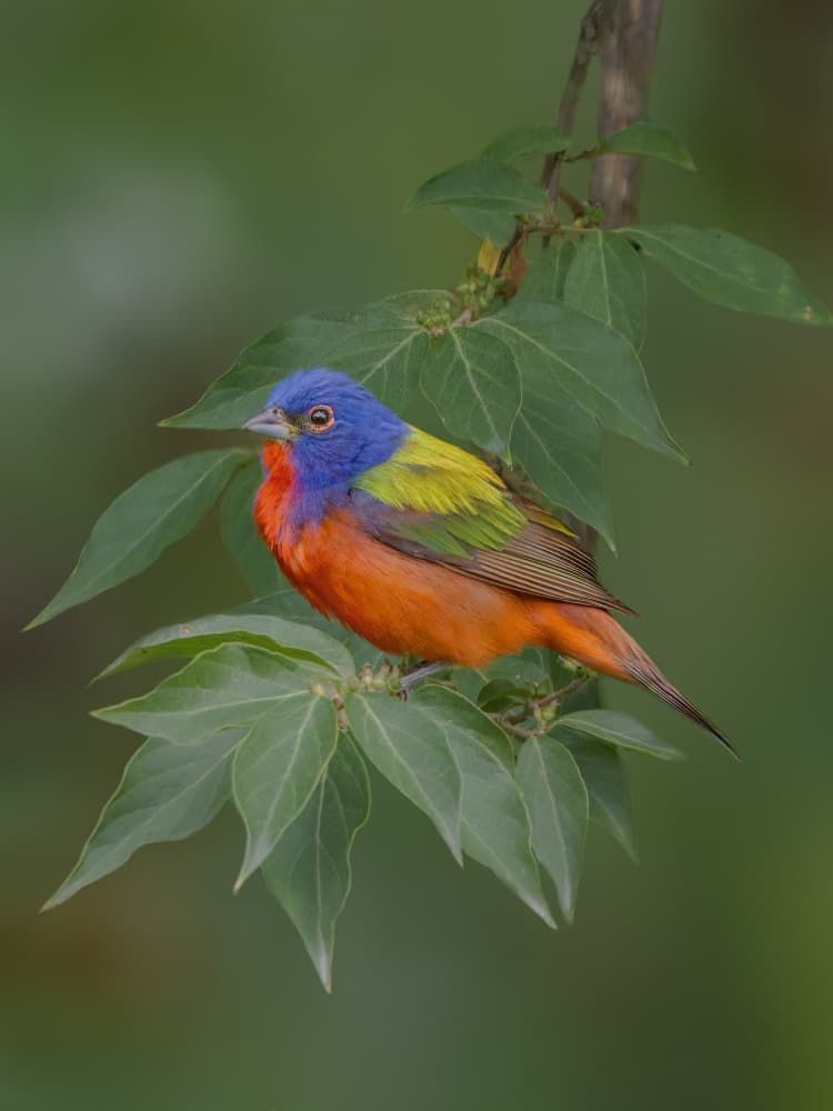 Vibrant Painted Bunting by Jacob (Jian) Xu — canvas wall art