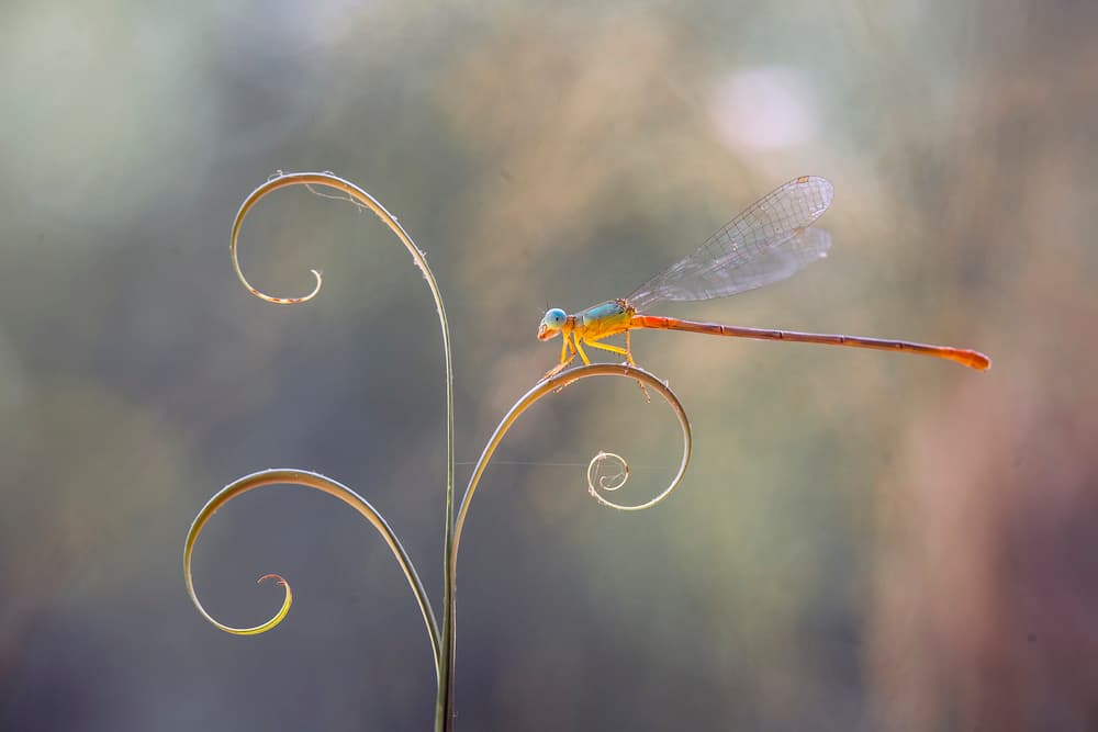 Delicate Damselfly Spiral Perch by Abdul Gapur Dayak — canvas wall art