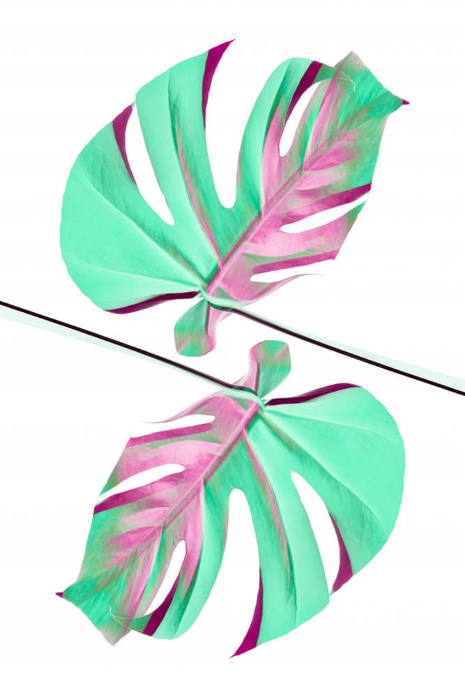 Pink Teal Monstera Leaves by Pictufy Studio III — canvas wall art