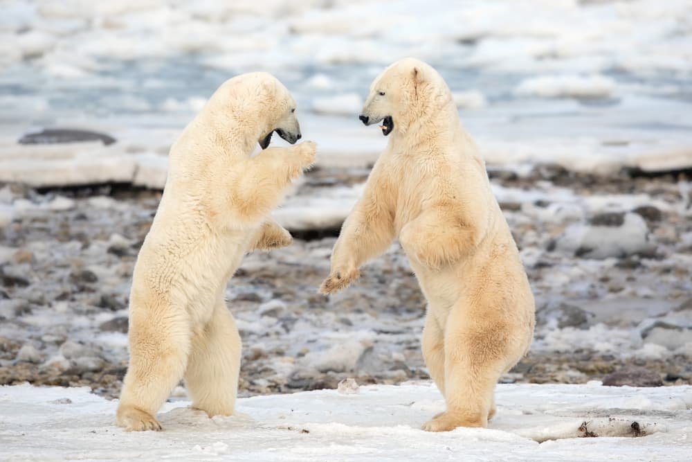 Polar Bear Sparring by Alessandro Catta — canvas wall art