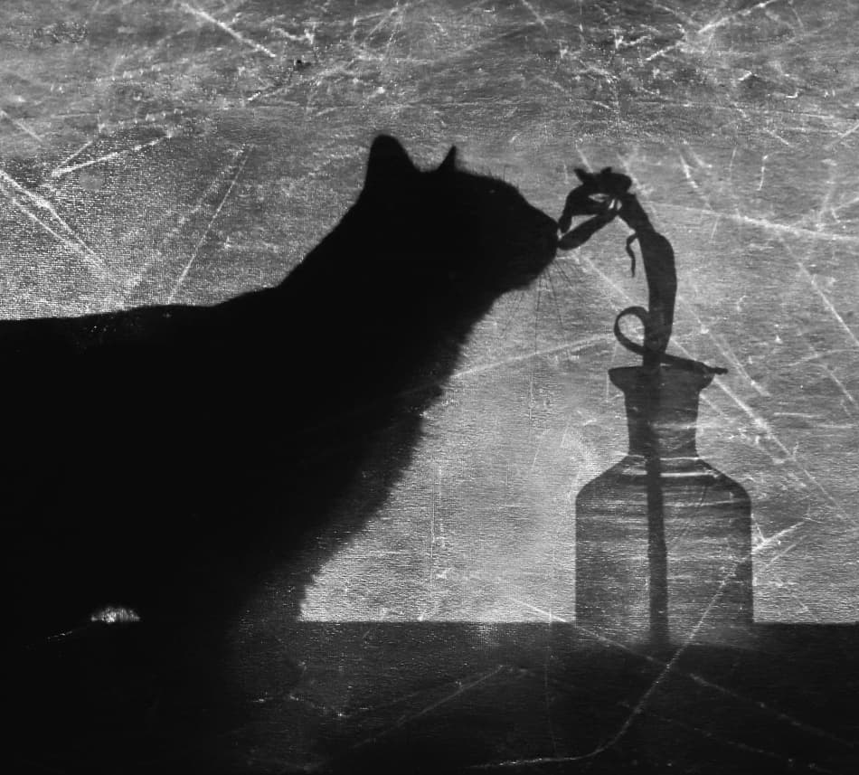Curious Cat Silhouette by Anna Niemiec — canvas wall art