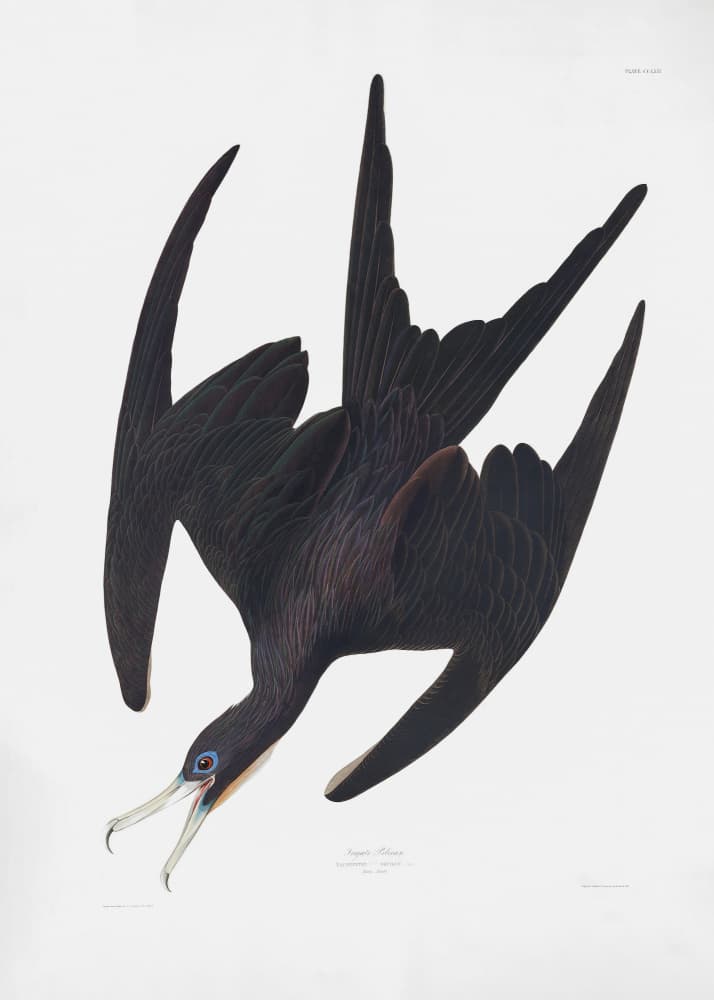 Frigate Pelican From Birds of America (1827) by John James Audubon — canvas wall art