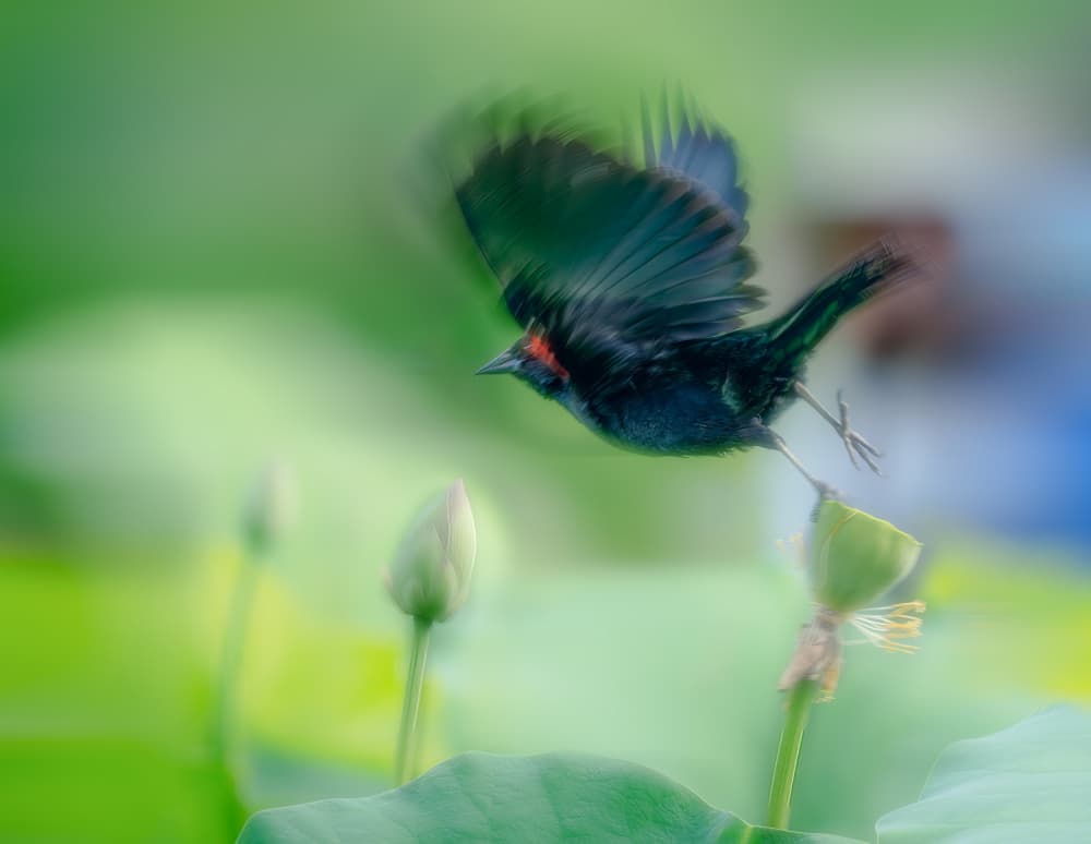 Red-Headed Bird Flight by Ken Liang — canvas wall art