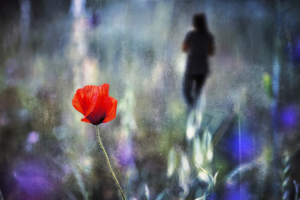 Dreamlike Poppy Path by Nicodemo Quaglia — canvas wall art