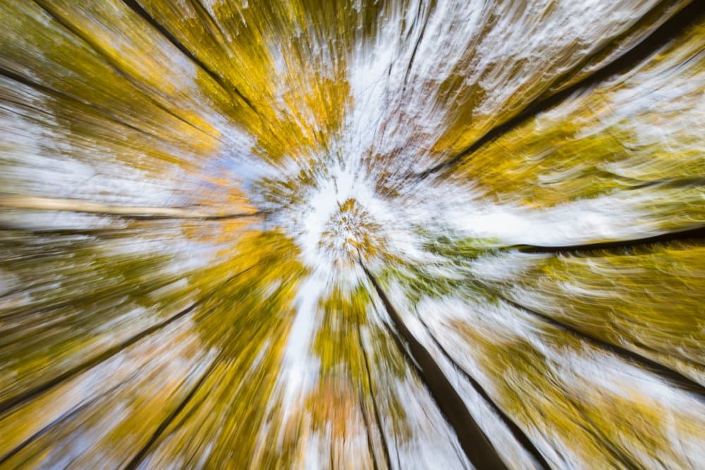 Vibrant Forest Motion by Mircea Costina — canvas wall art