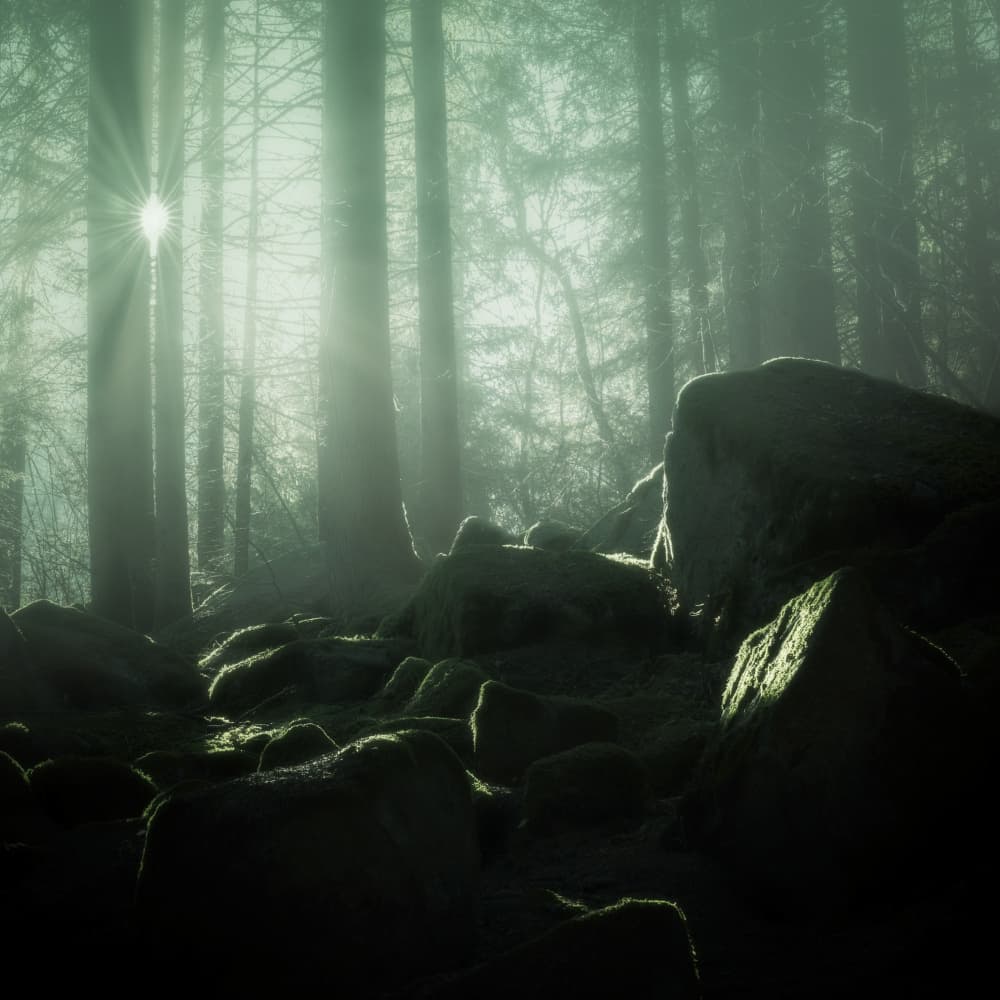 Misty Forest Light by Cristiano Giani — canvas wall art