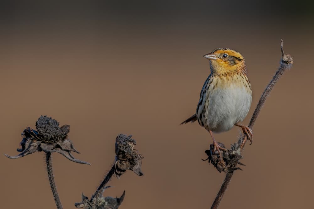 Golden Headed Sparrow by Jacob (Jian) Xu — canvas wall art