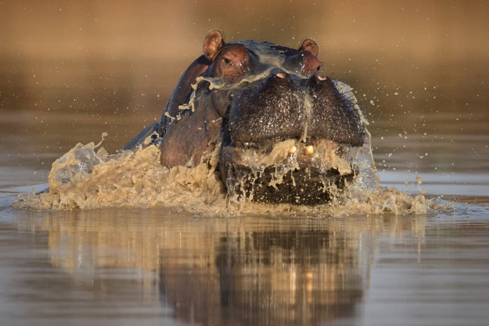 Hippo Water Splash by Mario Moreno — canvas wall art