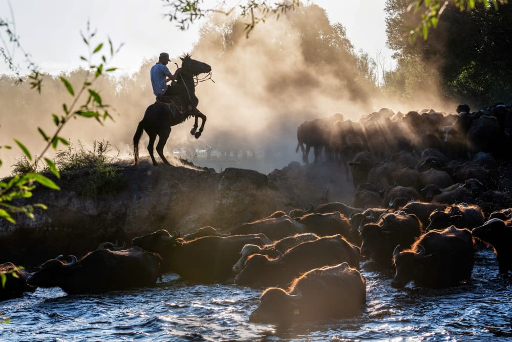 Golden Hour Buffalo Herding by durmusceylan — canvas wall art