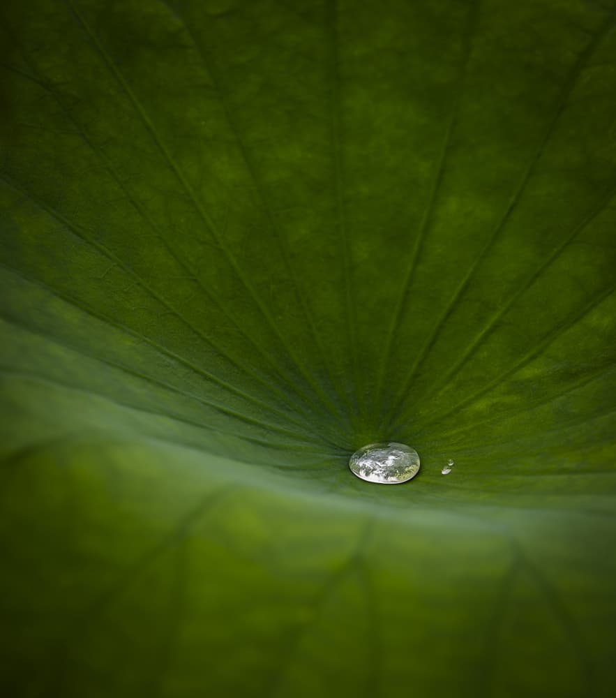 Serene Lotus Water Drop by Ozan AKTAS — canvas wall art