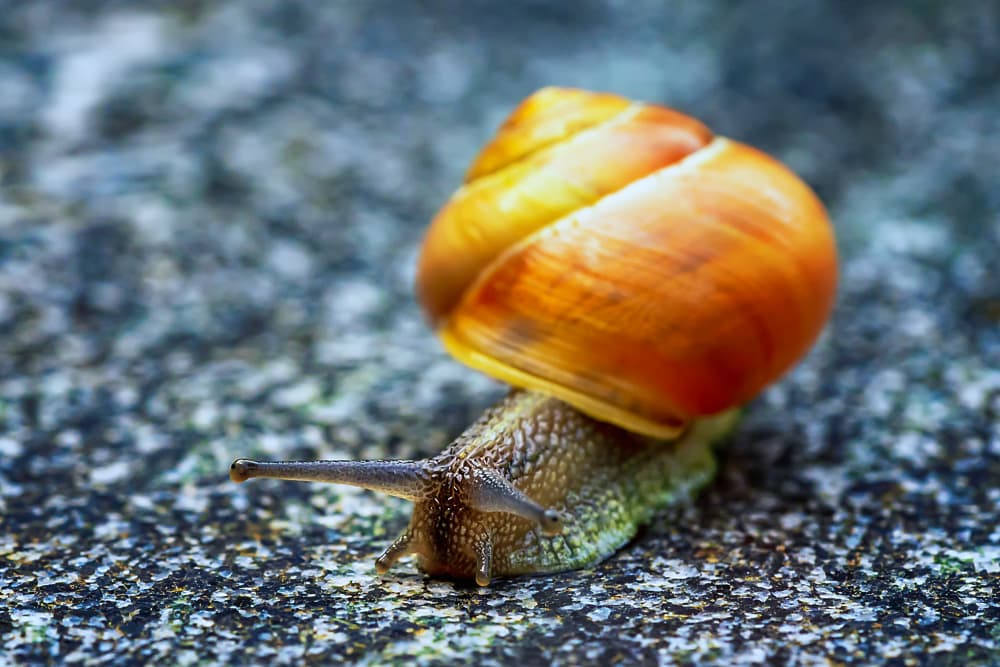 Curious Garden Snail by Michael — canvas wall art
