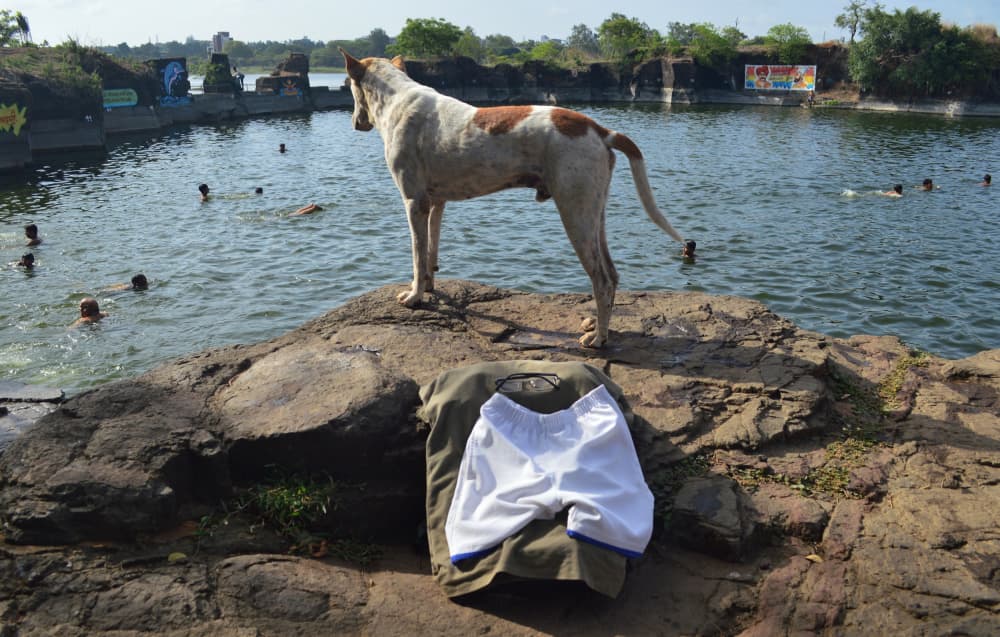 Dog Watches Swimmers by Chetan Shashi Suresh Dodwad — canvas wall art