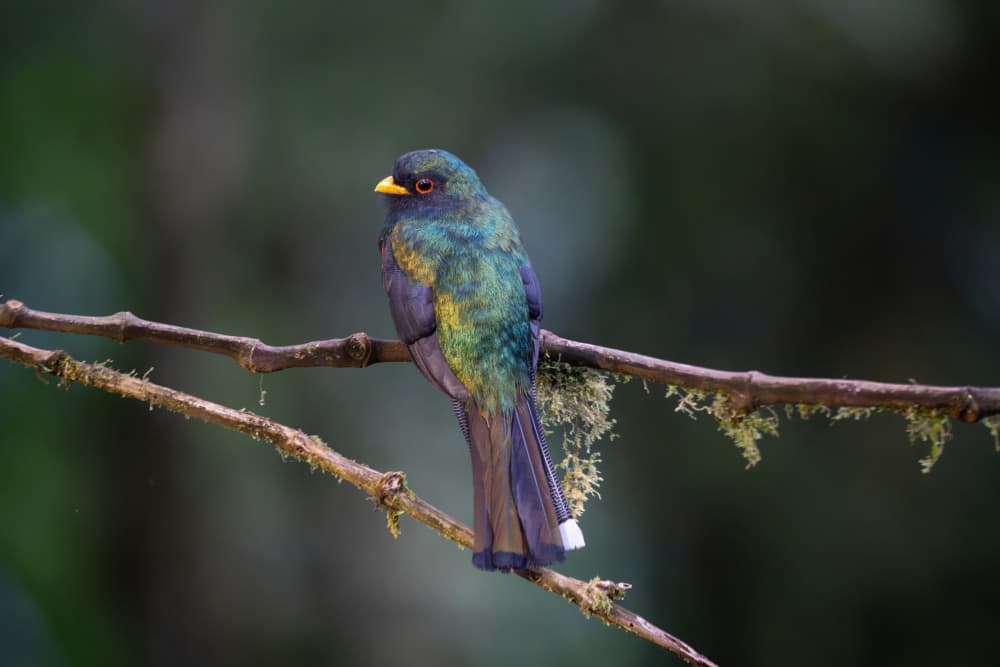 Vibrant Tropical Quetzal by Tony Yu — canvas wall art