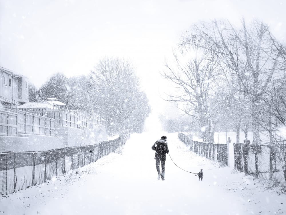 A Winter Walk by Jasmine Zhang — canvas wall art