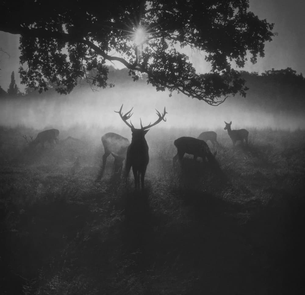 Majestic Stag in Mist by Robert Fabrowski — canvas wall art