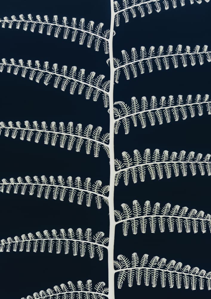 Fern Whispering by Shot by Clint — canvas wall art