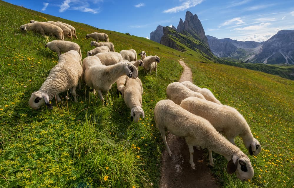 Sheep Grazing Mountains by Ales Krivec — canvas wall art