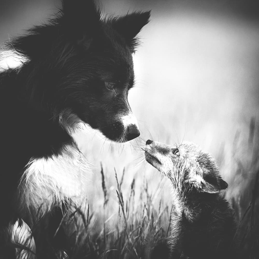 Dog And Fox Friendship by Pali Gerec — canvas wall art
