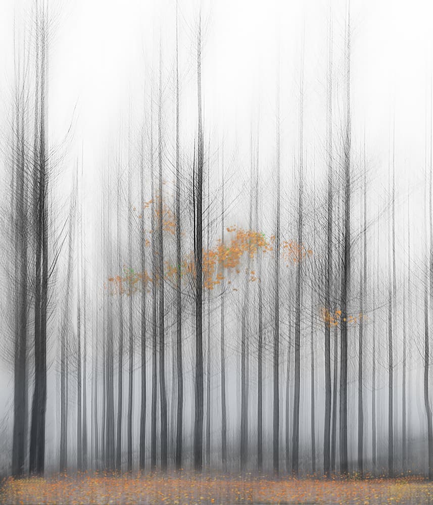 Golden Fall Forest by Juan Antonio Palacios — canvas wall art